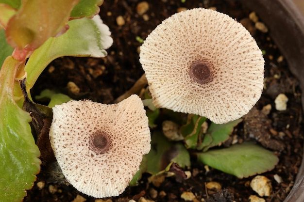 Pequeños hongos llamados Lepiota que crecían junto a una planta