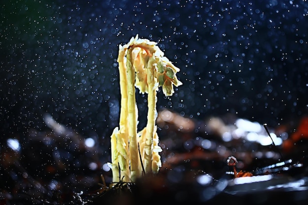 pequeños hongos no comestibles, hongos venenosos bosque fondo macro naturaleza salvaje