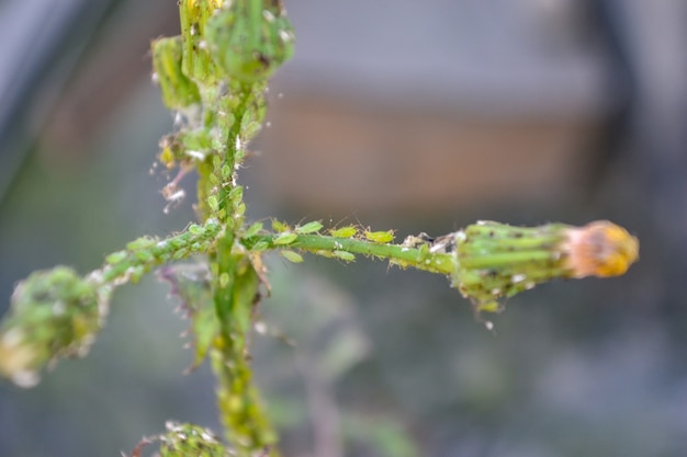 Pequeños insectos verdes se posan en una planta