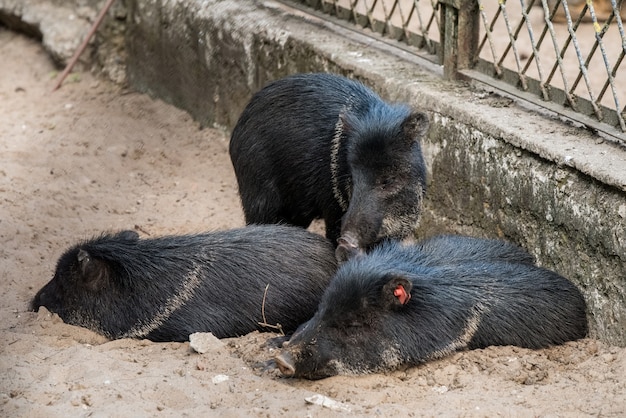 Los pequeños jabalíes se tumbaron y durmieron en la arena.