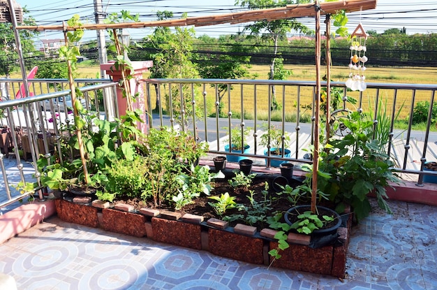 Pequeños jardines hechos a mano en terrazas en la azotea de la casa para los granjeros tailandeses que trabajan como hobby pequeña jardinería cultivando frutas de árboles vegetales y cultivando plantas de hierbas horticultura en Bangkok de Tailandia