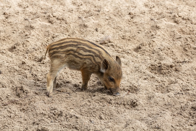 Unos pequeños lechones de jabalí cavan en el suelo