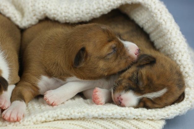 pequeños y lindos cachorros durmiendo