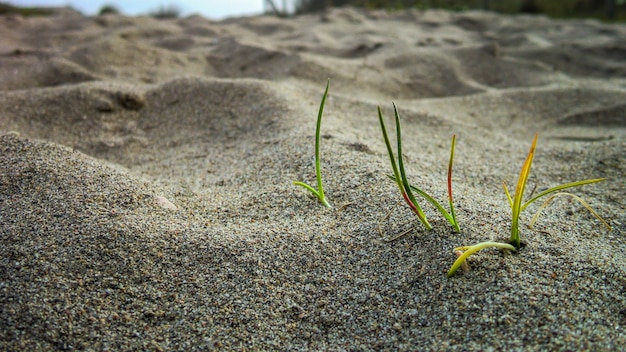 Pequeños mechones de hierba que crecen en la arena de una playa. Pequeño detalle de una maravilla natural.