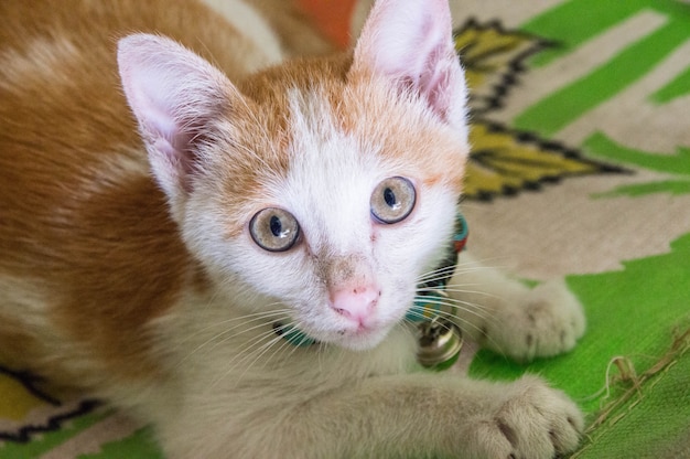 Pequenos olhos de gato