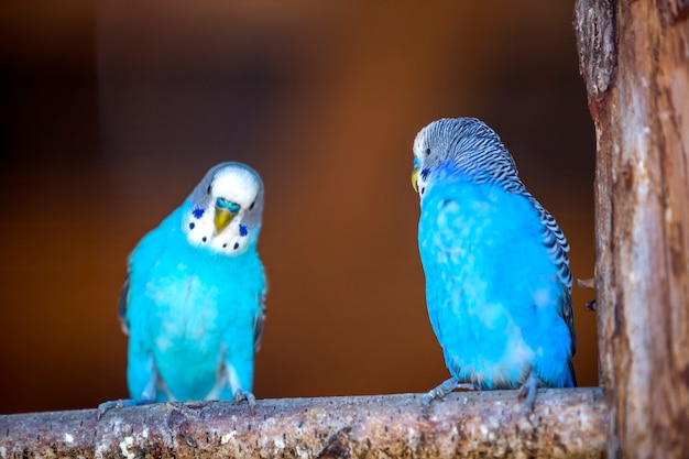 Pequeños pájaros azules brillantes de los loros que se sientan en rama de árbol en espacio borroso de la copia. Mantener a las mascotas en el concepto de hogar.