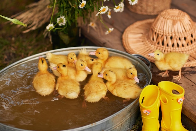 Pequenos patinhos ao ar livre na grama verde na fazenda de patos do sol