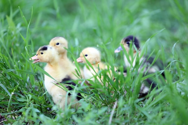 Pequenos patinhos bonitos na grama verde ao ar livre