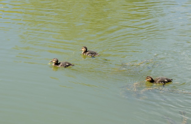 Pequenos patinhos de pato-real Anas platyrhynchos nadam no lago em busca de comida em uma manhã ensolarada