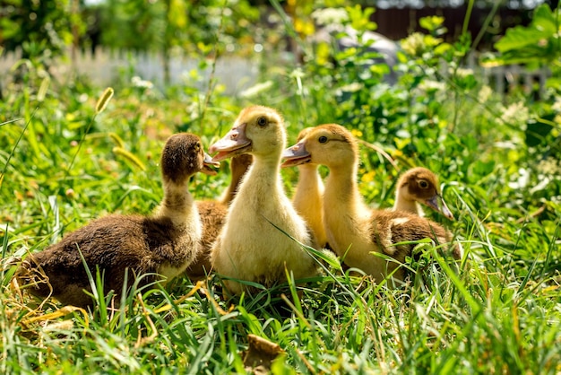 Pequenos patinhos estão andando na grama verde animais domésticos