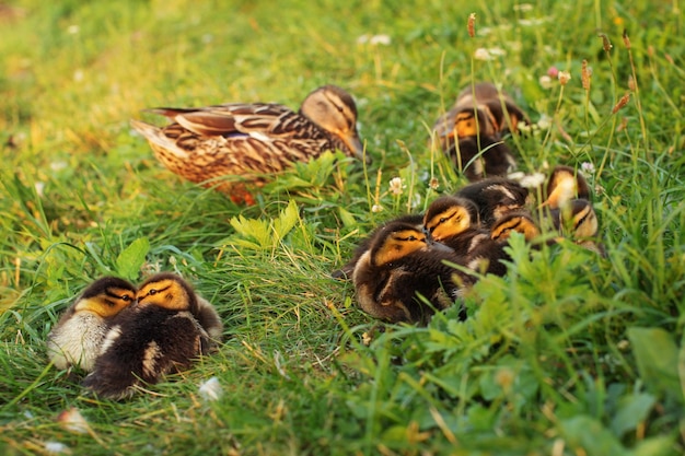 Pequeños patitos de ánade real (Anas platyrhynchos) preparándose para dormir en la hierba, madre pato de vuelta a la luz del atardecer.