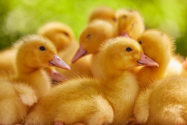 Pequeños patitos de corral sobre hierba verde en la granja de patos del sol