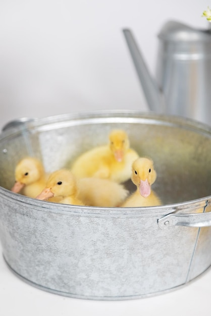 Foto pequeños patitos esponjosos amarillos en un recipiente de metal sobre un fondo blanco en el estudio