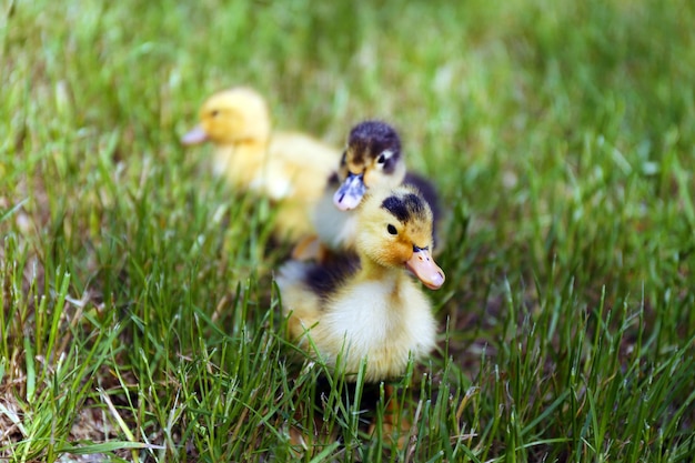 Pequeños patitos lindos en la hierba verde al aire libre