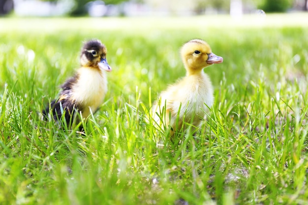 Pequeños patitos lindos en la hierba verde al aire libre