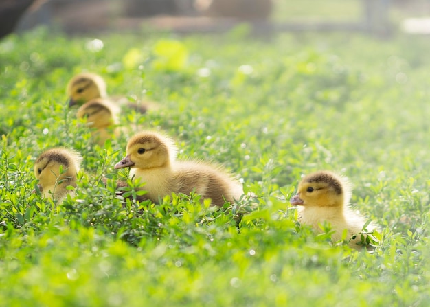 Pequeños patitos lindos sobre la hierba verde al aire libre 2