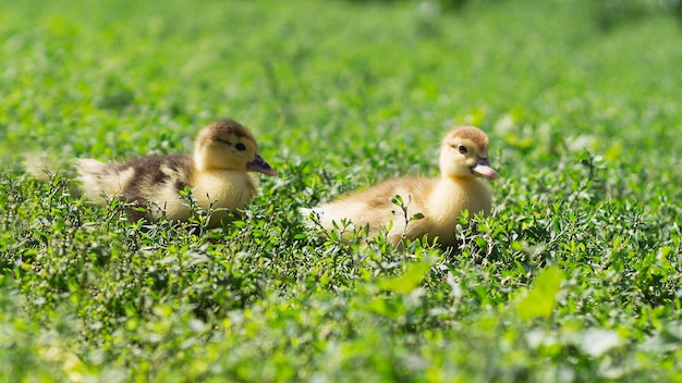 Pequeños patitos lindos sobre la hierba verde al aire libre 3