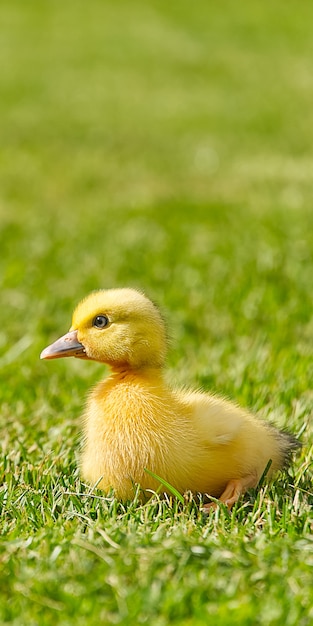 Pequeños patitos recién nacidos caminando en el patio trasero sobre la hierba verde. Patito lindo amarillo que se ejecuta en el campo del prado en un día soleado. Banner o foto panorámica con pollito de pato sobre césped.