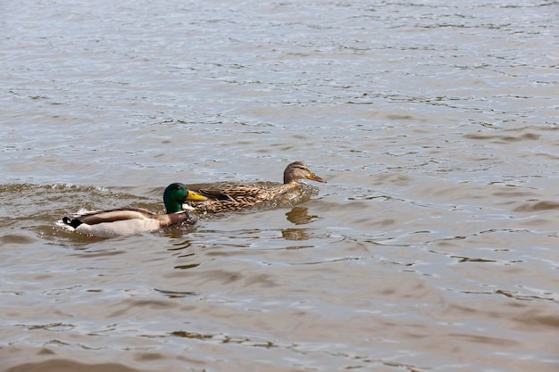 Pequenos patos selvagens na primavera ou verão na natureza, lindos patos selvagens na natureza no lago, natureza selvagem com aves aquáticas