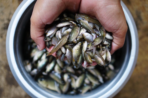 pequeños peces en el campo con alto contenido de calcio