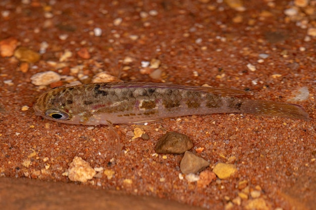 Pequeños peces cíclidos de la familia Cichlidae