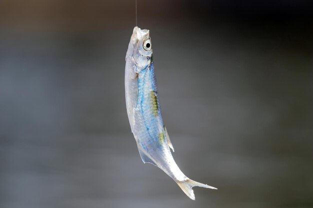 Pequeños peces en la línea de pesca