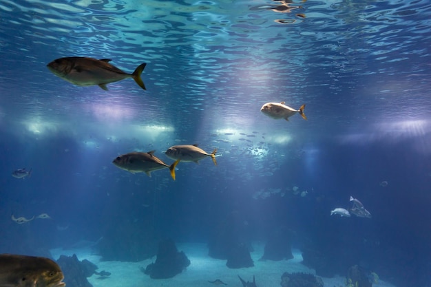 Pequeños peces nadan en un enorme acuario azul