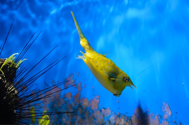 Pequeños peces nadando en un acuario sobre un fondo azul con algas de fondo. Londres.