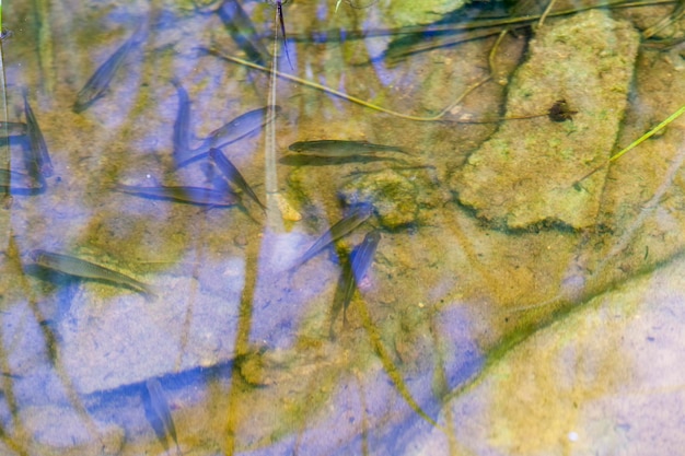 Pequeños peces nadando en agua sucia fangosa en el lago