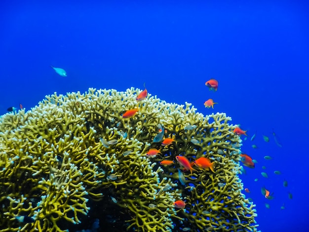 Pequeños peces rojos en corales amarillos con aguas azules profundas mientras bucean
