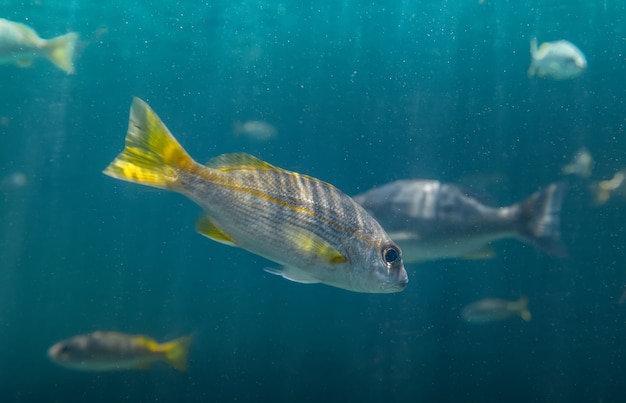 Pequenos peixes nadando debaixo d'água