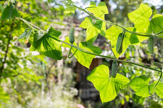 Pequeños pepinos en el jardín en verano.