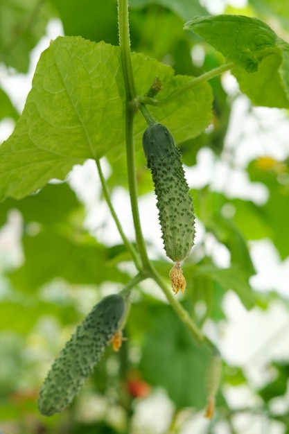 Pequeños pepinos verdes atados con espinillas cuelgan de una rama en un invernadero entre las hojas.