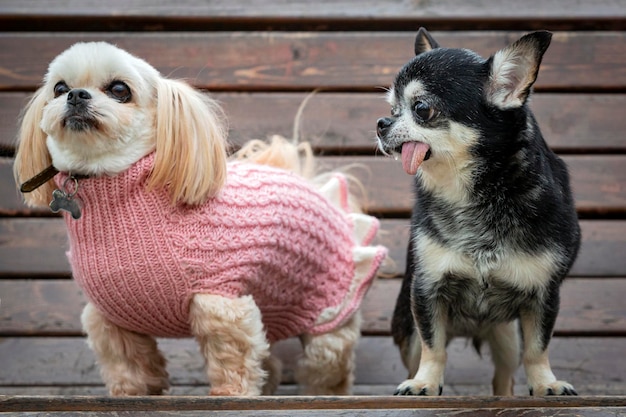 Pequeños perros Chihuahua y Shih tzu están sentados en un banco del parque