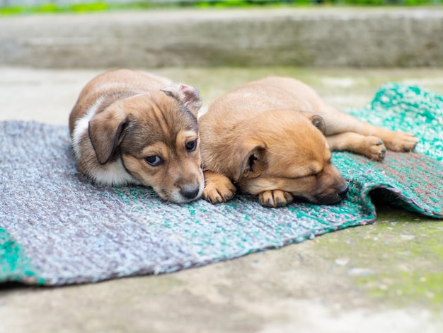 Pequeños perros lindos en el patio