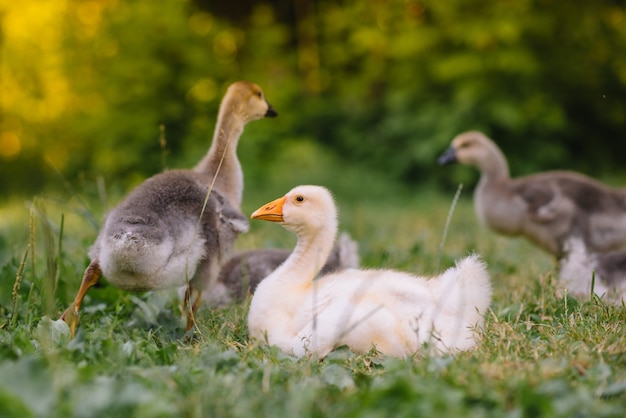 Pequeños pichones caminando en la hierba