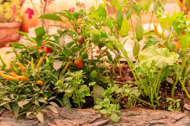 Pequenos pimentões jalapeno vermelhos crescem em cestas ao lado de abóboras no festival de colheita Farm Organic Vegetables