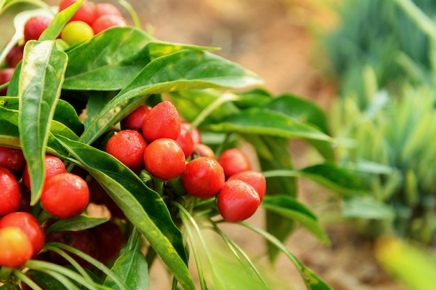 Pequeños pimientos rojos calientes en un arbusto en la huerta