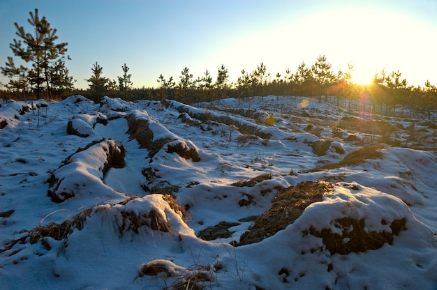 Pequenos pinheiros nevados fofos crescem ao pôr do sol