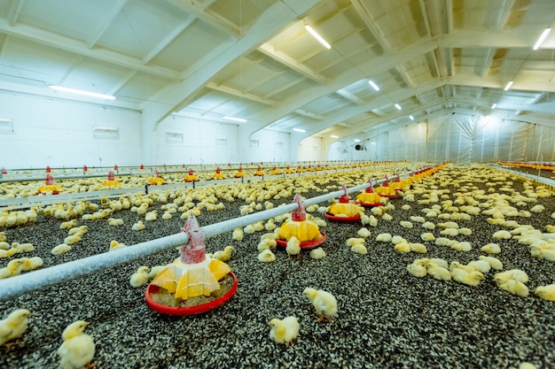 Pequeños pollitos amarillos en granja cercana, control de temperatura y luz. En el interior granja de pollos, alimentación de pollos.