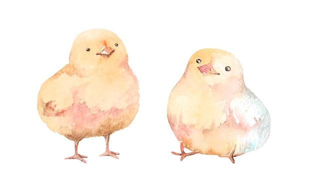 Pequeños pollos amarillos dibujados a mano en acuarela Ilustración de clipart de aves de corral infantiles aisladas