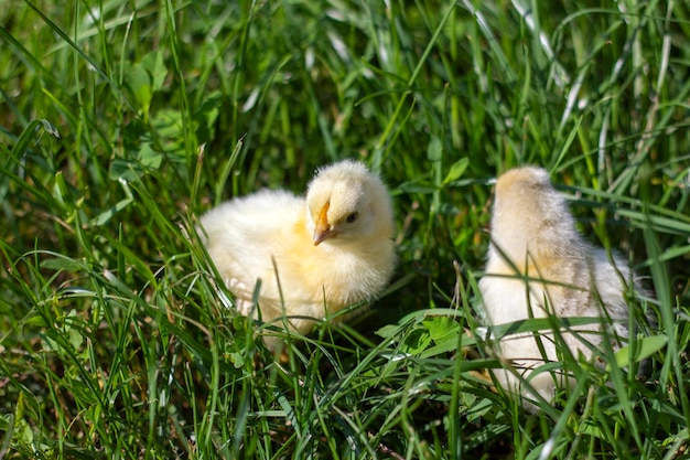 Pequeños pollos mullidos en la hierba verde