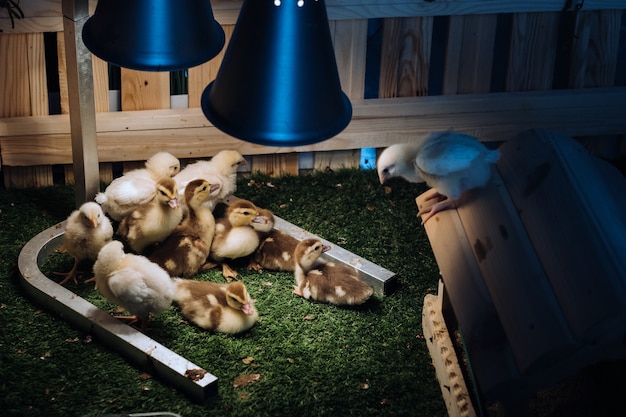 Pequeños pollos y patitos toman el sol en la hierba bajo una lámpara en el patio