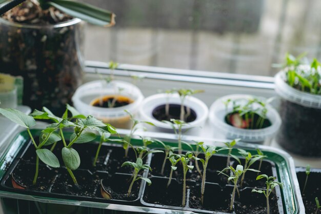 Pequenos potes com rolhas de tomate e pimenta cultivados no peitoril da janela Conceito de jardinagem em casa