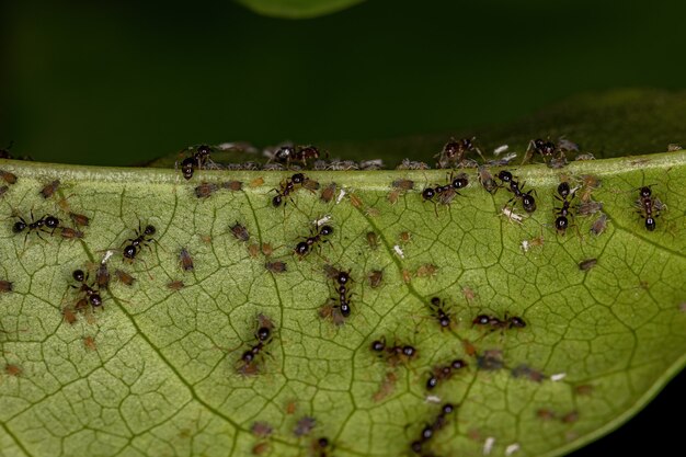 Pequeños pulgones insectos de la familia Aphididae y hormigas cabezonas adultas del género Pheidole