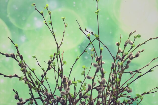 pequenos ramos com folhas de botões/fundo de primavera, juventude de botânica de frescura de conceito