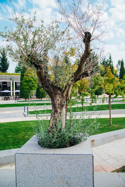 Pequenos rebentos de uma oliveira. Galhos verdes novos e secos, a árvore está se recuperando após o inverno. Folhas longas e finas. Uma árvore em um parque público.