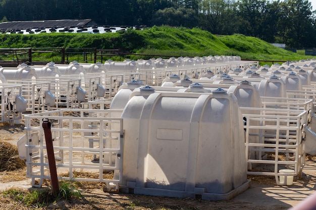 Pequeños terneros de vacas en un pesebre en casas separadas Estar en una guardería individual le permite proteger a los terneros jóvenes de diversas infecciones y virus.