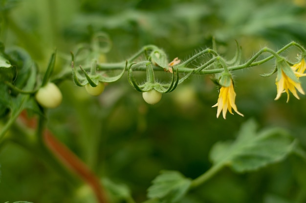 Pequeños tomates incipientes y flores en una rama en un fondo verde