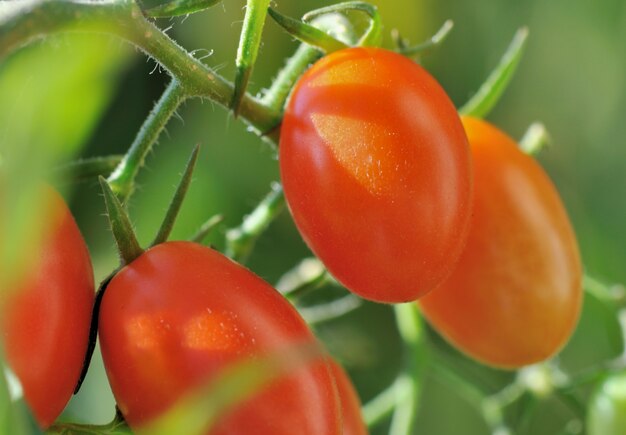 Pequenos tomates maduros